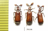 Paussinae sp.  Mali - INSECTS-STORE.RU