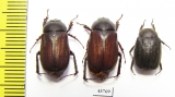 Melolonthinae sp.  Indonesia, Sumatra - INSECTS-STORE.RU