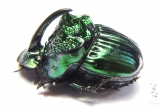 Phanaeus furiosus  Mexico - INSECTS-STORE.RU