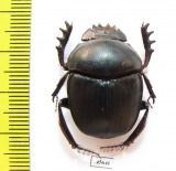 Scarabaeus sp.  South Africa Rep. - INSECTS-STORE.RU