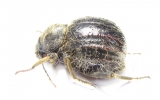 Tenebrionidae sp.  South Africa Rep. - INSECTS-STORE.RU