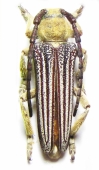 Lamiinae - INSECTS-STORE.RU