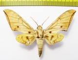 Sphingidae sp.  Indonesia, Sumatra - INSECTS-STORE.RU