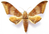 Sphingidae - INSECTS-STORE.RU