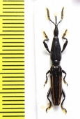Brentidae sp.  Peru - INSECTS-STORE.RU