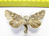 Lasionycta hampsoni  Russia, Altai reg. - INSECTS-STORE.RU