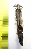 Lymexylidae sp.  Iran, Hormozgan prov. - INSECTS-STORE.RU