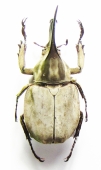 Dynastinae - INSECTS-STORE.RU