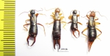 Dermaptera sp.  Kirgizstan - INSECTS-STORE.RU