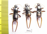 Dermaptera sp.  India - INSECTS-STORE.RU