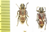 Glenea apicalis  Ethiopia - INSECTS-STORE.RU