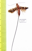 Ichneumonoidea sp.  Uzbekistan - INSECTS-STORE.RU