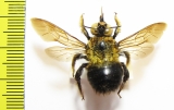 Hymenoptera, Xylocopa sp.  China - INSECTS-STORE.RU