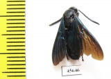 Scoliidae sp.  South Africa Rep. - INSECTS-STORE.RU