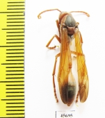 Hymenoptera sp.  South Africa Rep. - INSECTS-STORE.RU