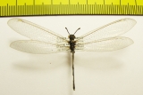 Myrmeleontidae sp.  China, Shaanxi - INSECTS-STORE.RU