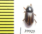 Aphodius circumcinctus  Russia, Astrakhan reg. - INSECTS-STORE.RU