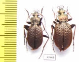 Carabus (Oreocarabus) linnei folgaricus, pair  Italy - INSECTS-STORE.RU