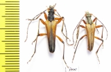 Stenocorus meridianus  Russia, Kaluga reg. - INSECTS-STORE.RU