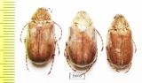 Chioneosoma gorilla  Kazakhstan - INSECTS-STORE.RU