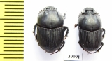 Liatongus sp.  China - INSECTS-STORE.RU