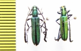 Closteromerus claviger laevipes  Ethiopia - INSECTS-STORE.RU