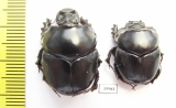 Diastellopalpus ? johnstoni  Kenya - INSECTS-STORE.RU