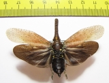 Homoptera sp.  Sierra Leone - INSECTS-STORE.RU