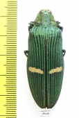 Catoxantha opulenta  Malaysia - INSECTS-STORE.RU
