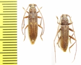 Zoodes liturifer, pair  Ethiopia - INSECTS-STORE.RU