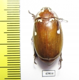 Melolontha maculata  Laos - INSECTS-STORE.RU