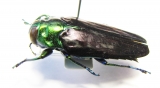 Colobogaster sp.  Peru - INSECTS-STORE.RU