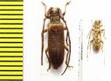 Eunidia tomseni, E.quadricincta  Ethiopia - INSECTS-STORE.RU
