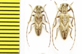 Eunidia brunneopunctata strigatoides  Ethiopia - INSECTS-STORE.RU
