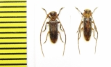 Eunidia sp.  Ethiopia - INSECTS-STORE.RU