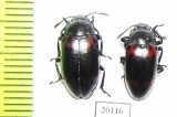 Episcapha morawitzi  Russia, Far East - INSECTS-STORE.RU