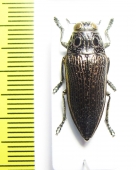 Lampetis sp.  Zambia - INSECTS-STORE.RU