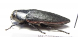 Lampetis foveicollis  Namibia - INSECTS-STORE.RU