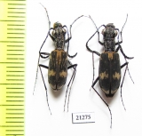 Cicindelinae sp., pair  Zambia - INSECTS-STORE.RU