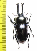 Phalacrognathus muelleri  60mm (14000p) - INSECTS-STORE.RU