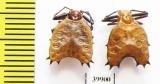 Arachnida sp.  Peru - INSECTS-STORE.RU