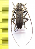 Strandiata renominata  Ethiopia - INSECTS-STORE.RU
