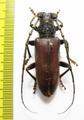 Neoplocaederus benningseni  Ethiopia  - INSECTS-STORE.RU