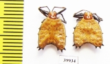 Arachnida sp.  Peru - INSECTS-STORE.RU
