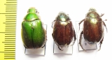 Rutelinae sp.  India - INSECTS-STORE.RU