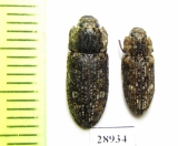 Trogossitidae sp.  Tanzania - INSECTS-STORE.RU