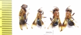 Diptera sp.  Thailand - INSECTS-STORE.RU