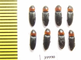Cardiophorus ruficollis  Russia, Tver reg. - INSECTS-STORE.RU