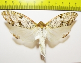 Homoptera sp.  Peru 100mm - INSECTS-STORE.RU