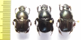 Onitis sp., pair  Ethiopia - INSECTS-STORE.RU